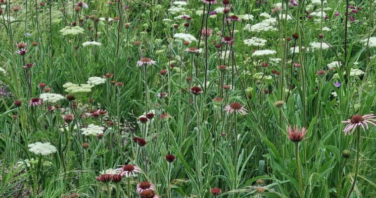 Onderhoudsarme, klimaatbestendige beplanting voor meer biodiversiteit?