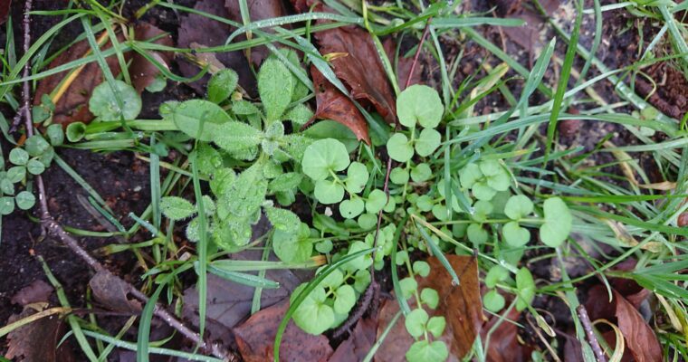 Deze onkruiden laten staan in de winter