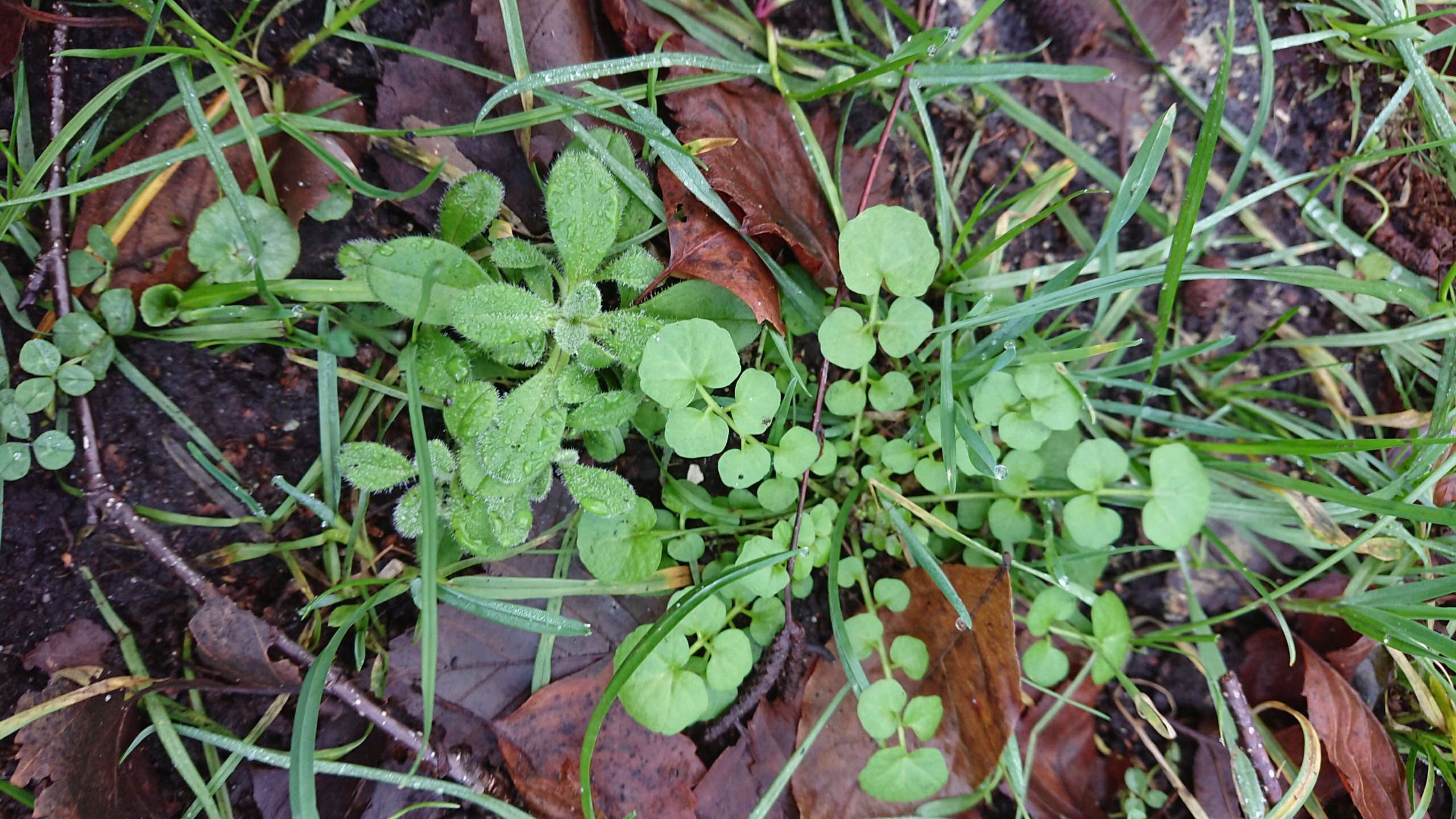 Deze onkruiden laten staan in de winter