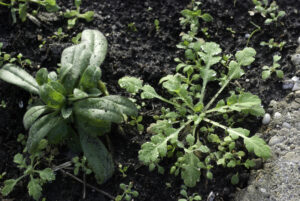 vergeet me nietje en papaver
