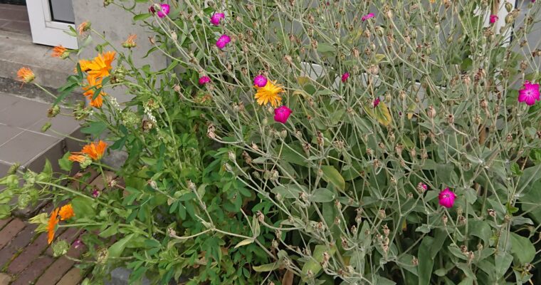 Geveltuin aanleggen