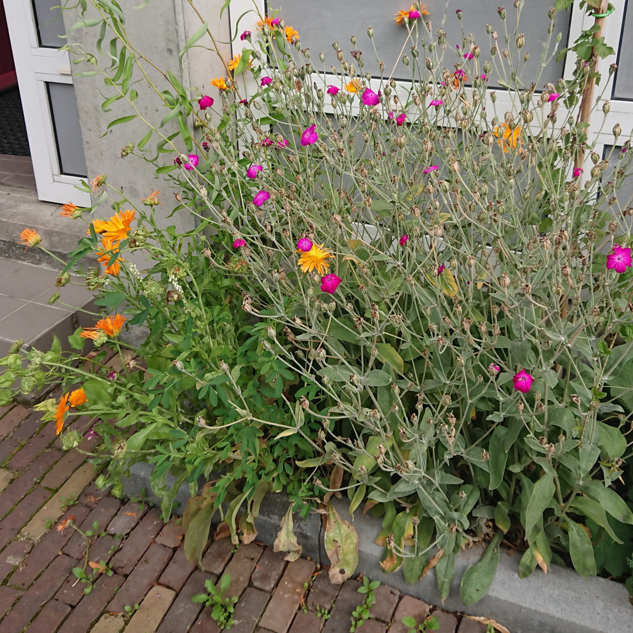 Geveltuin aanleggen